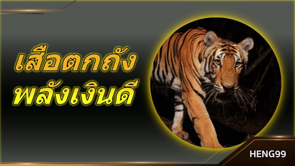 เลขเด็ดเสือตกถังพลังเงินดี คือ 