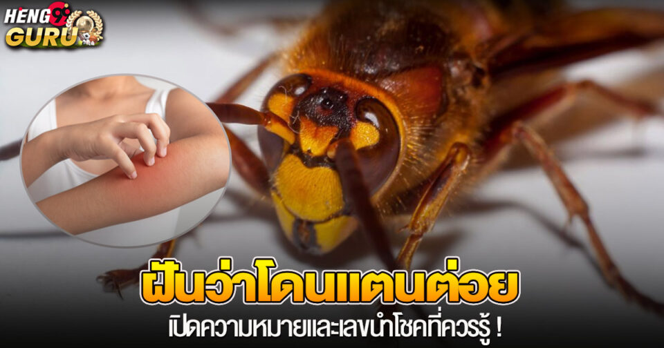 ทำนายฝัน ฝันว่าโดนแตนต่อย -"Dream interpretation Dreaming of being stung by a wasp"