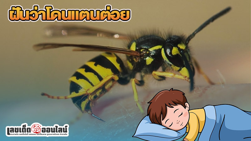 รูปภาพฝันว่าโดนแตนต่อยของ lekdedonline