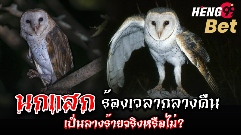 รูปภาพนกแสกร้องกลางคืนเป็นลางร้ายหรือไม่ของ heng99