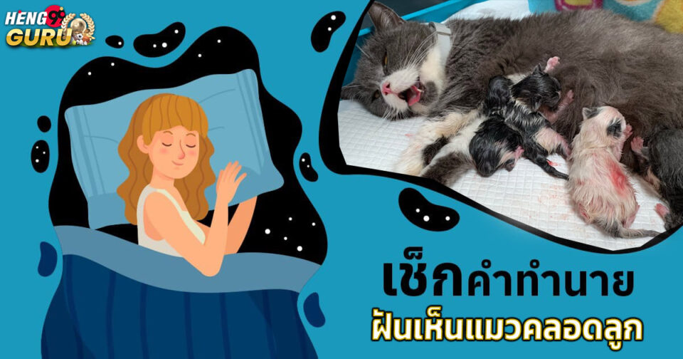 ทำนายฝัน ฝันเห็นแมวคลอดลูก -"Dream interpretation Dreaming of a cat giving birth"