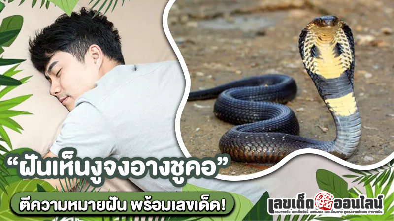 รูปภาพตีความหมายพร้อมเลขเด็ดฝันเห็นงูจงอางชูคอของ lekdedonline